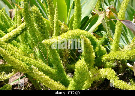 Pflanzen an der Santa Barbara Mission, Kalifornien, USA Stockfoto