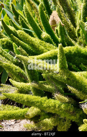 Pflanzen an der Santa Barbara Mission, Kalifornien, USA Stockfoto