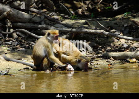 Familie von Toque Makaken an einem Bach in Yala Nationalpark in Sri Lanka Stockfoto