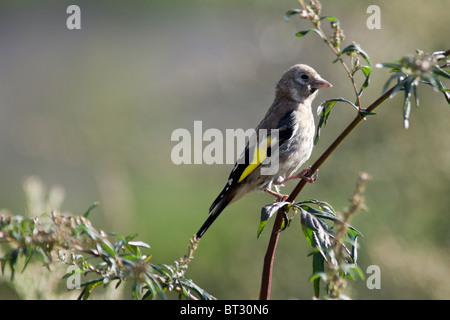 Stieglitz, Zuchtjahr Zuchtjahr. Wildvögel in einen natürlichen Lebensraum. Tierfotografie. Russland, Moskau, Timirjazevsky Park. Stockfoto