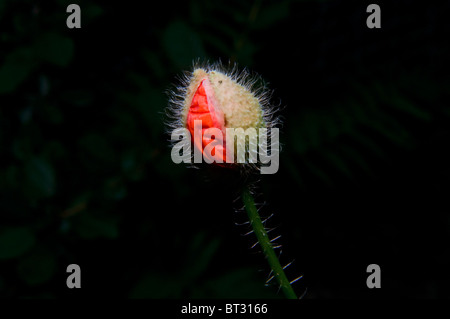 Mohnblume auf schwarzen beginnt zu blühen Stockfoto