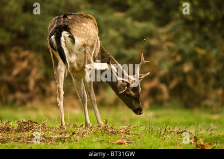 Junger Hirsch im New Forest, Hampshire während der Brunftzeit Stockfoto