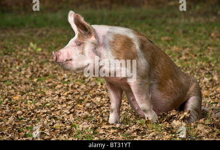 Junge Schwein im New Forest in Weideland Saison Stockfoto