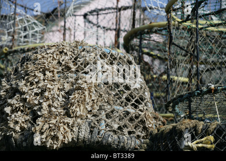 alten Krabben fischen Kisten gelagert auf dem land Stockfoto