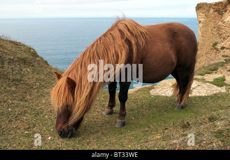 ein Shetlandpony Beweidung auf die Steilküste in der Nähe von Portreath in Cornwall, Großbritannien Stockfoto