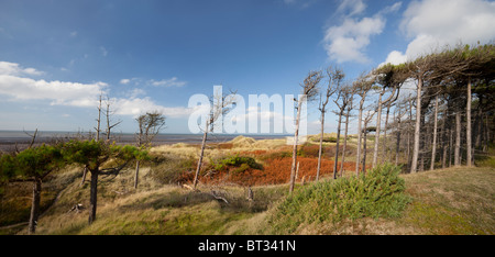Erosion auf der Sefton Coast in Formby verursacht Küsten pressen und Verlust von Dune Lebensräume Durchgang und die Bedrohung der küstennahen Wälder, wodurch Konflikte Stockfoto