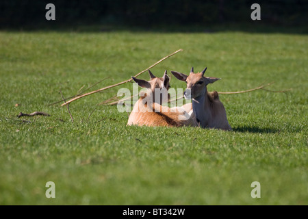 Gemeinsame Eland - Tragelaphus Oryx Stockfoto