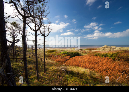 Erosion auf der Sefton Coast in Formby verursacht Küsten pressen und Verlust von Dune Lebensraum Durchgang und die Bedrohung der küstennahen Wälder, wodurch Konflikte Stockfoto
