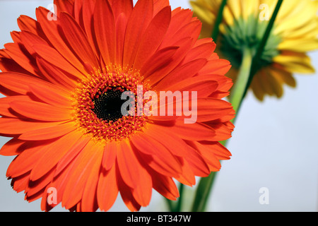 Gerber Daisy Blumen Orange und gelb Still Life Fotografie hautnah Stockfoto