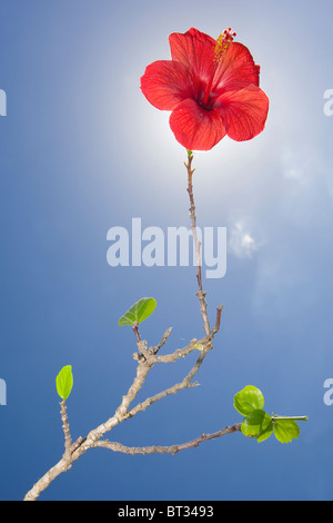 Rote Hibiskusblüten am langen Stiel, die Sperrung, die Sonne. Stockfoto