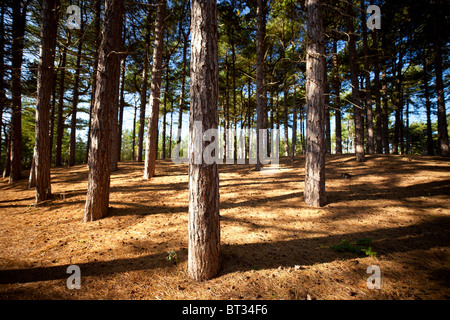 Die Pinien Wald bei Formby Point, vom National Trust verwaltet wird einer der nationalen Hochburgen für das rote Eichhörnchen und ist als Zufluchtsort identifiziert Stockfoto