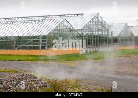 Gewächshäuser, Anbau von Tomaten erhitzt durch Geothermie heißes Wasser in der Nähe von Husafell in Island. Stockfoto