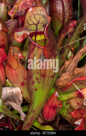 Fliegen Sie am nördlichen Schlauchpflanze Sarracenia Purpurea N Michigan USA Stockfoto