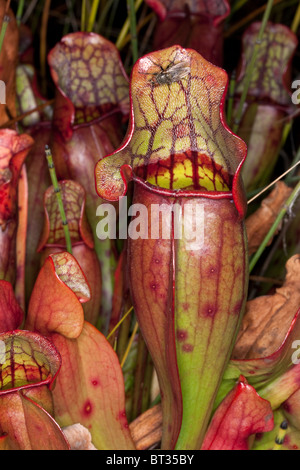 Fliegen Sie am nördlichen Schlauchpflanze Sarracenia Purpurea N Michigan USA Stockfoto