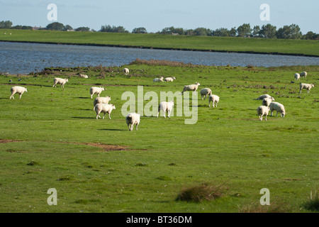 Überschwemmungsgebiet der Nordsee mit Hausschafe - Ovis Stockfoto