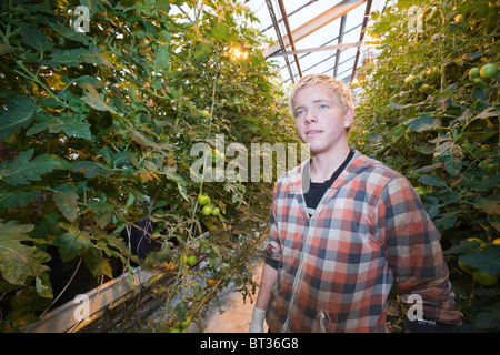 Hveragerdi in Island ist eine geothermische Hot Spot, dieser Erdwärme wird zur lokale Gewächshäusern wachsen Tomaten erhitzen. Stockfoto