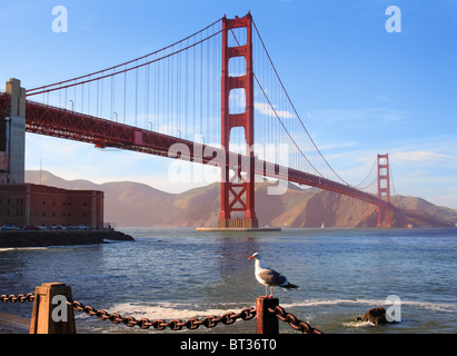 Möwe am südlichen Ende der Golden Gate Bridge in San Francisco Stockfoto