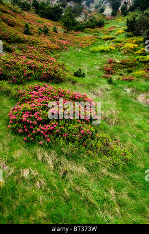 Blumen und Gräser in Vall de Nuria, katalanischen Pyrenäen, Spanien Stockfoto