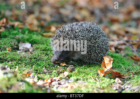 Westliche Europäische Igel (Erinaceus Europaeus) Essen eine Schnecke Stockfoto