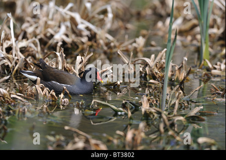 Teichhühner - gemeinsame Gallinule (Gallinula Chloropus - Fulica Chloropus) auf der Suche nach Nahrung in einem Sumpf im Frühling Stockfoto