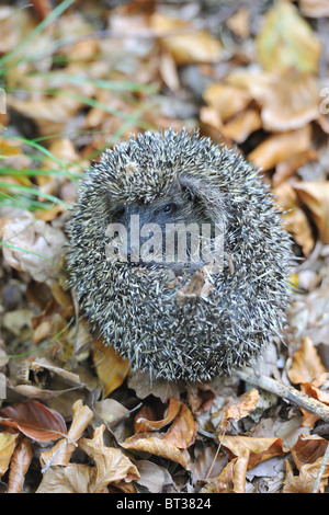 Westliche Europäische Igel (Erinaceus Europaeus) abrollen selbst Stockfoto