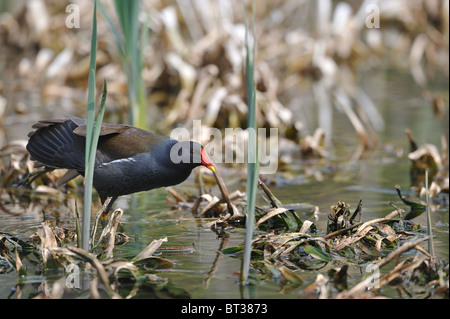 Teichhühner - gemeinsame Gallinule (Gallinula Chloropus - Fulica Chloropus) Dehnung Bein und Flügel Stockfoto