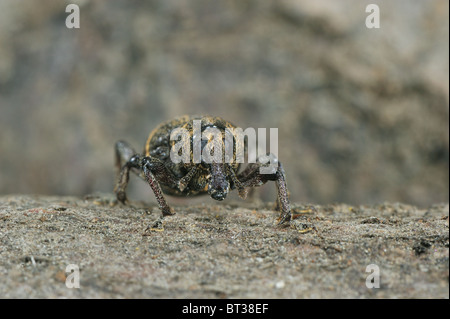 Große Kiefer Rüsselkäfer (Hylobius (Callirus) Abietis) auf der Rinde eines Toten Baumes Stockfoto