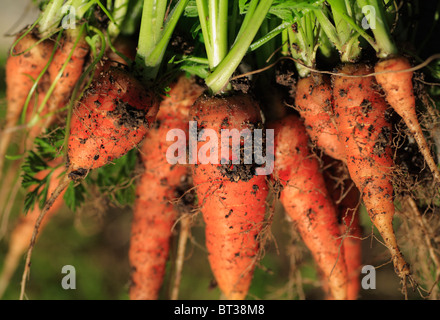 Frisch gepflückt homegrown Bio-Karotten. Stockfoto