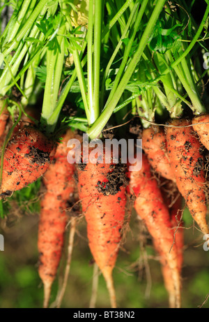 Frisch gepflückt homegrown Bio-Karotten. Stockfoto