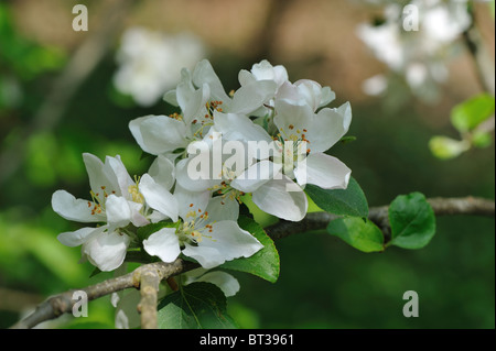 Crab Apple Tree - Europäische wilde Apfelbaum (Malus Sylvestris) in voller Blüte im Frühjahr Stockfoto