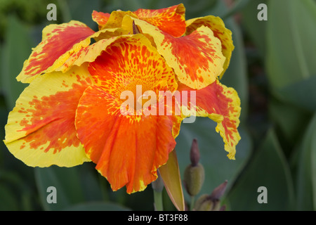 Nahaufnahme von Canna Blume im Garten Stockfoto