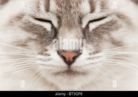 graue Katzengesicht Nahaufnahme Stockfoto