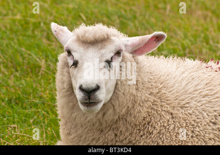 Schafe weiden, Grasendes Schaf Stockfoto