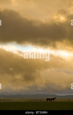 Pferde grasen unter clearing Himmel, Farm-Land der Mohawk Valley, New York State Stockfoto