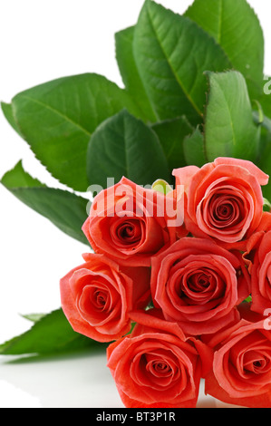 rote rose Muster Nahaufnahme Stockfoto