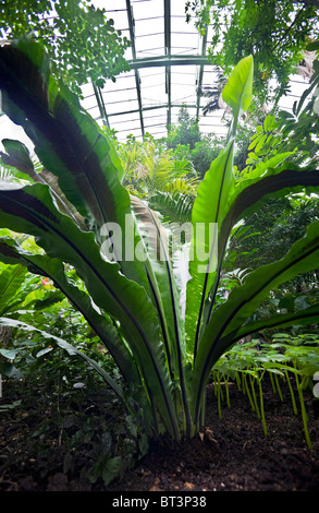 Ein Vogel-Nest-Farn in tropischen Gewächshäusern des Naturhistorischen Museum von Paris. Asplenium Nidus (Jardin des Plantes, À Paris). Stockfoto