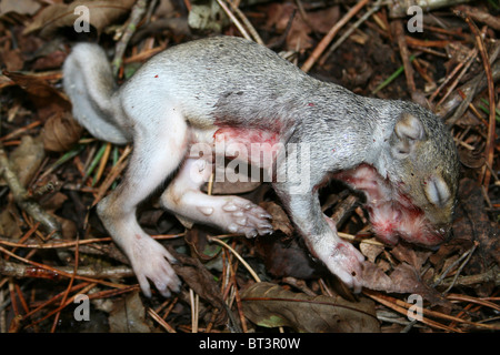 Totes Baby grau Eichhörnchen Sciurus Carolinensis genommen bei Kammern Bauernhof Holz, Lincolnshire, UK Stockfoto