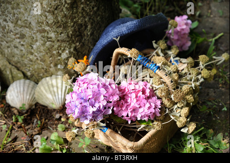 Frisch gepflückten Blüten der Hortensie in einem Weidenkorb Oxfordshire UK Stockfoto