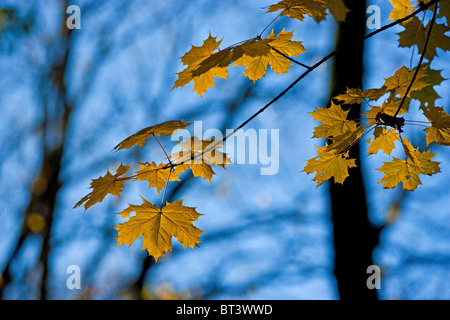 Ahorn Laub im Herbst. Acer Platanoides. Sandvedparken, Sandnes, Rogaland, Norwegen Stockfoto