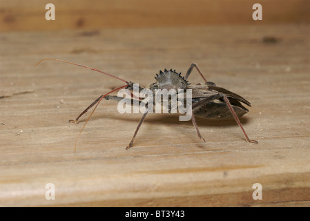 Arilus Cristatus, prägt auch bekannt als Rad Bug durch das Zahnrad Höcker auf dem Rücken. Stockfoto