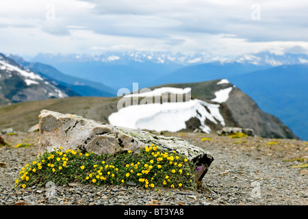 Almwiese mit Potentilla Blumen blühen auf dem Whistlers Mountain in Jasper Nationalpark, Kanada Stockfoto