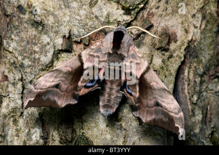 Eyed Hawk-Moth Smerinthus ocellata Stockfoto