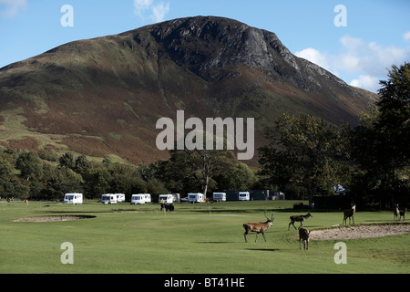 Herde von Rotwild, Cervus Elaphus Lochranza Golfplatz und Campingplatz, Isle of Arran, Schottland Stockfoto