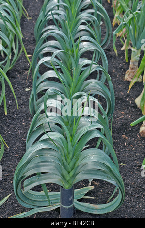 Eine Detailansicht des einen essbaren Garten mit Lauch blanchieren Stockfoto