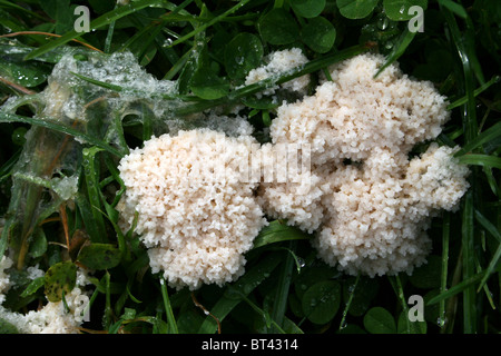 Dog Sick Slime Mould - Mucilago Crustacea, die im Snipe Dales Nature Reserve, Lincolnshire, Großbritannien, genommen wird Stockfoto