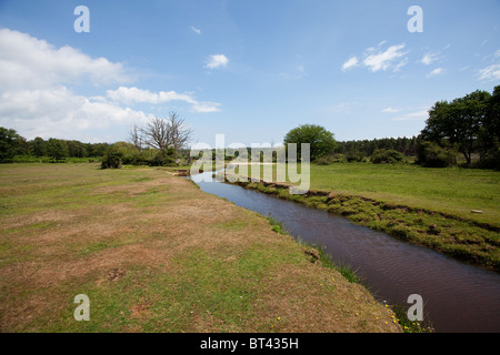 Ein Blick entlang Ober Wasser im New Forest. Einen perfekten Lebensraum für Libellen und Libellen. Stockfoto