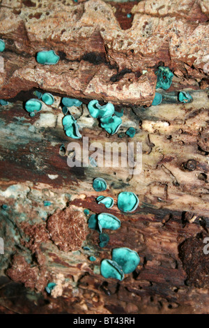 Grün Elfcup Chlorociboria Aeruginascens genommen bei Kammern Bauernhof Holz, Lincolnshire, UK Stockfoto