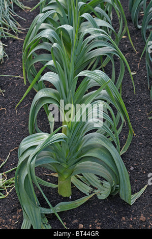 Eine Detailansicht des einen essbaren Garten mit blanchieren Lauch Steves Auswahl Stockfoto