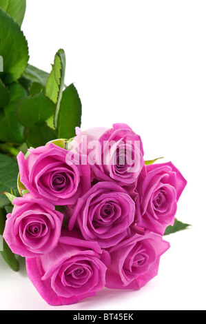 rote rose Muster Nahaufnahme Stockfoto