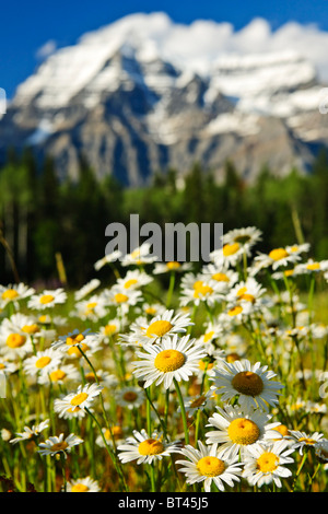 Gänseblümchen blühen am Mount Robson Provincial Park, Kanada Stockfoto